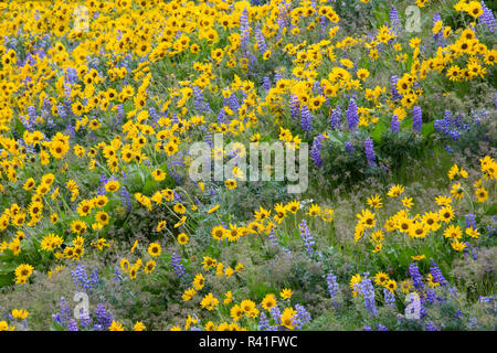 Frühling Blüte mit Masse der Lupine, Arrowleaf Balsamroot in der Nähe von dalles Mountain Ranch State Park, Washington State Stockfoto