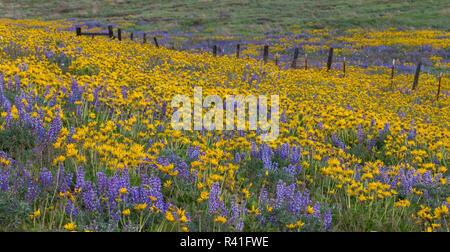 Frühling Blüte mit Masse der Lupine, Arrowleaf Balsamroot in der Nähe von dalles Mountain Ranch State Park, Washington State Stockfoto