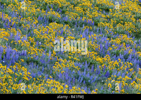 Frühling Blüte mit Masse der Lupine, Arrowleaf Balsamroot in der Nähe von dalles Mountain Ranch State Park, Washington State Stockfoto