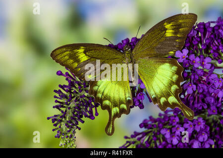 Papilio neumogeni asiatischen Schwalbenschwanz Schmetterling auf lila Flieder Stockfoto