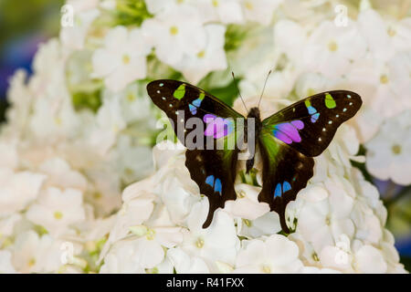 Pachliopta weiski, Lila gefleckte Schwalbenschwanz ruht auf weißer Phlox Stockfoto