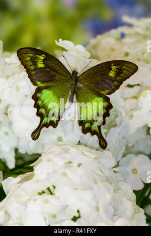 Papilio neumogeni asiatischen Schwalbenschwanz Schmetterling auf weißer Phlox Stockfoto