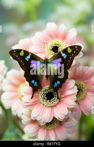 Schmetterling Schmetterling weiski, die violett-spotted Schwalbenschwanz auf rosa Gerber daisies Stockfoto