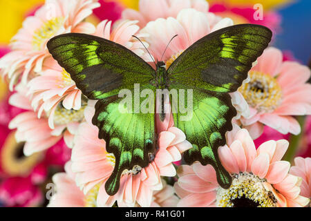 Die grüne Schwalbenschwanz Schmetterling, Papilio neumogeni auf Gerber Daisies Stockfoto