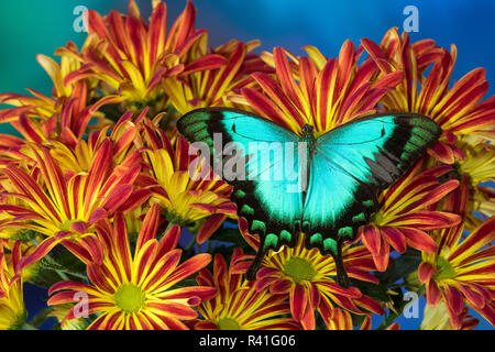 Tropische Schwalbenschwanz Schmetterling, Papilio larquinianus zu den roten und gelben Mamas Stockfoto