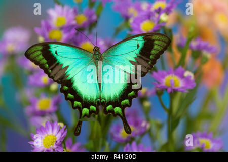 Tropische Schwalbenschwanz Schmetterling, Papilio larquinianus auf Blau Aster Stockfoto