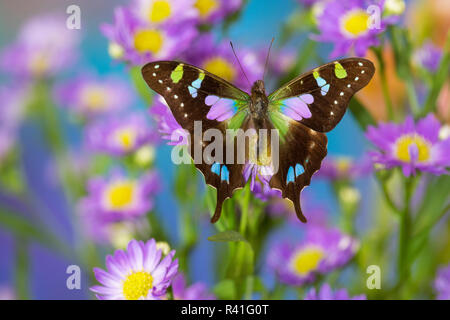 Schmetterling Schmetterling weiski, die violett-spotted Schwalbenschwanz auf Astern Stockfoto