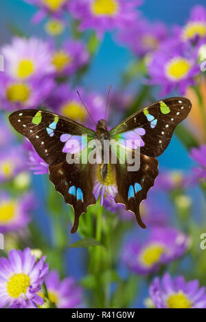 Schmetterling Schmetterling weiski, die violett-spotted Schwalbenschwanz auf Astern Stockfoto