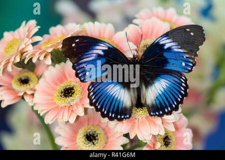 Die blauen Diadem Schmetterling, Hypolimnas salmacis auf rosa Gerber Daisy Stockfoto