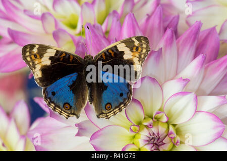 Blau Stiefmütterchen Schmetterling, Junonia orithya auf Rosa und Weiße Dahlie Stockfoto