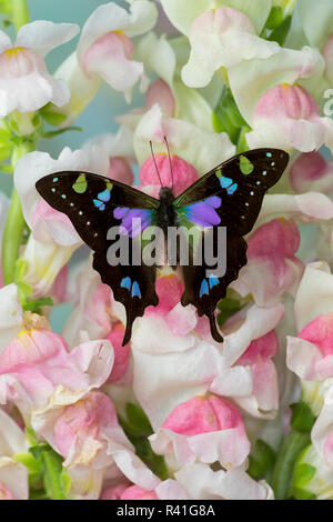 Schmetterling Schmetterling weiski, die Lila gefleckte Schwalbenschwanz auf Rosa Snapdragon Blumen Stockfoto