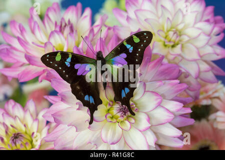 Schmetterling Schmetterling weiski, die Lila gefleckte Schwalbenschwanz auf Dahlien Stockfoto