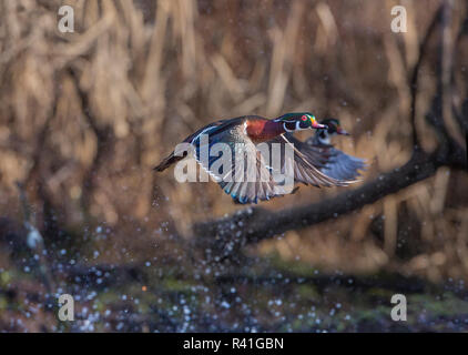 USA, Washington State. Erwachsene männliche Holz Enten (Aix Sponsa) unter Flug über einen Sumpf. Stockfoto