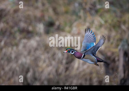 USA, Washington State. Erwachsene männliche Holz Ente (Aix Sponsa) fliegt über einen Sumpf. Stockfoto