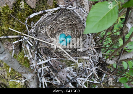 USA, Washington State. Drei amerikanische Robin, Turdus migratorius, Sky blue Eier in einem Nest an Marymoor Park, Redmond. Stockfoto