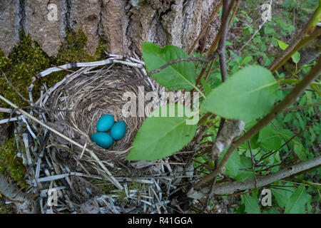 USA, Washington State. Drei amerikanische Robin, Turdus migratorius, Sky blue Eier in einem Nest an Marymoor Park, Redmond. Stockfoto