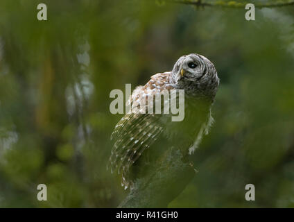 USA, Washington State. Owl (Strix varia), durch Laub gesehen Gesperrt, Sitzstangen in bewaldeten Parks in Seattle. Stockfoto