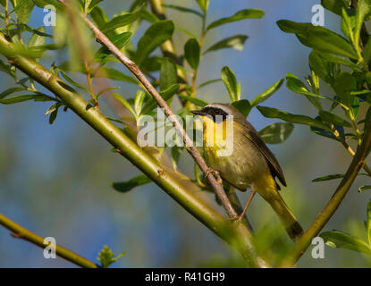 USA, Washington State. Zucht Gefieder männlichen Gemeinsame Yellowthroat (Geothlypis trichas) auf einer Weide Barsch in Schafgarbe Bay am Lake Washington. Stockfoto