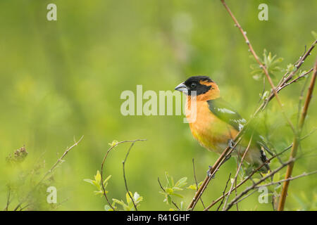 USA, Washington State. Männlich Black-headed Grosbeak (Pheucticus melanocephalus) auf einer Stange in Marymoor Park. Stockfoto