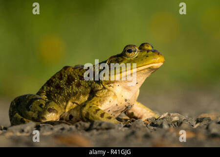USA, Washington State. (Eingeführt) Amerikanischer Ochsenfrosch (Lithobates catesbeianus) auf Schotter in der Nähe von aquatischen Lebensraum in Western Washington. Stockfoto