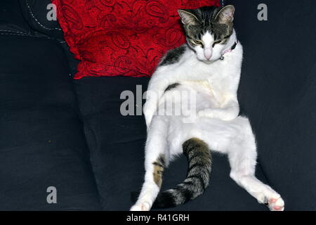 Inländische tabby Katze. Stockfoto