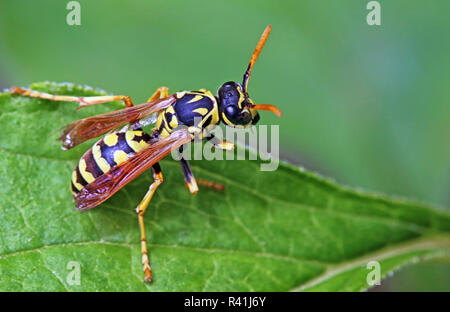 Feldwespe dominula Feldwespe dominula Stockfoto