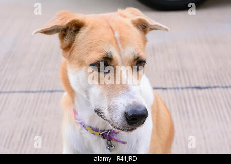 Hund Stockfoto