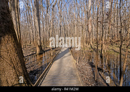 Boardwalk durch ein Feuchtgebiet Wald in Congaree National Park in South Carolina Stockfoto