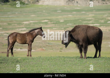 Neugierige Fohlen und jungen Bison sich gegenseitig prüfen, Theodore Roosevelt National Park Stockfoto