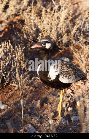 Nördliche schwarze Korhaan Stockfoto