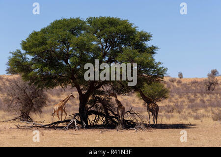 Giraffa Camelopardalis im afrikanischen Busch Stockfoto