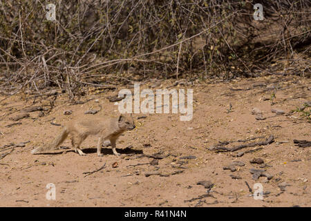 Yellow Mongoose, Kalahari Wüste, Südafrika Stockfoto