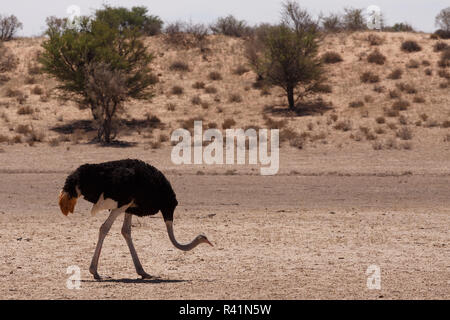 Männliche von Strauß Struthio camelus, in Kgalagadi, Südafrika Stockfoto