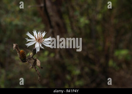 Wilde Blume Stockfoto