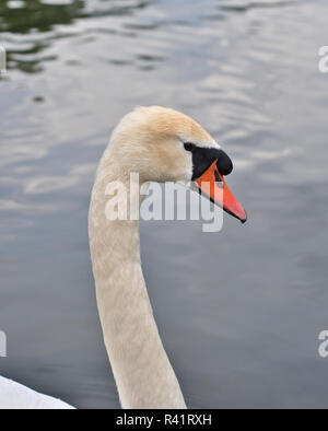 Nahaufnahme des Kopfes weißen Schwans Stockfoto