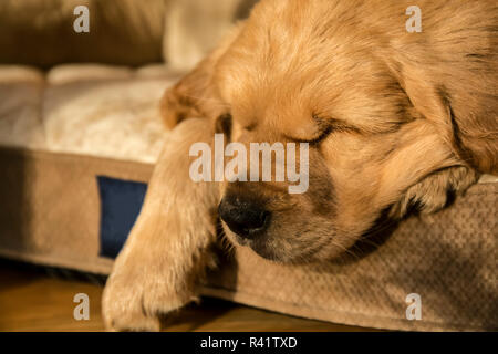 Schlafen acht Wochen alten Golden Retriever Welpen. (PR) Stockfoto