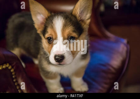 Portrait von acht Wochen alten Corgi Welpe, stehend auf einem Ledersessel. (PR) Stockfoto