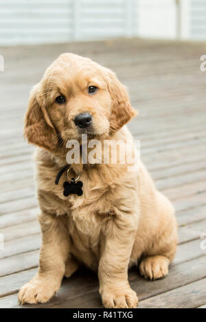 Issaquah, Washington State, USA. Acht Wochen alten Golden Retriever Welpe, sitzend auf einem Holzdeck. (PR) Stockfoto