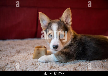 Portrait von acht Wochen alten Corgi Welpen ruht auf dem Teppich seine Knochen bewachen. (PR) Stockfoto