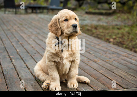 Issaquah, Washington State, USA. Acht Wochen alten Golden Retriever Welpe, sitzend auf einem Holzdeck. (PR) Stockfoto