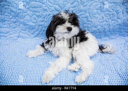 Maltipoo Welpen liegen auf einem Sofa. Maltipoos sind eine Kreuzung/hybrid Hund durch die Züchtung eines maltesischen und einen Pudel. (PR) Stockfoto