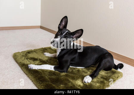 Drei Monate alten Basenji Welpen liegend auf seinem Bett. (PR) Stockfoto