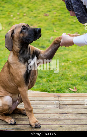 Issaquah, Washington State, USA. Vier Monate alten Rhodesian Ridgeback Welpen Durchführung der 'Shake'-Befehl mit seinem Besitzer. (PR, MR) Stockfoto