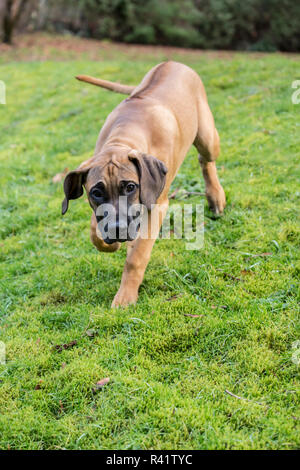 Issaquah, Washington State, USA. Vier Monate alten Rhodesian Ridgeback Welpen gehen über den Rasen. (PR) Stockfoto