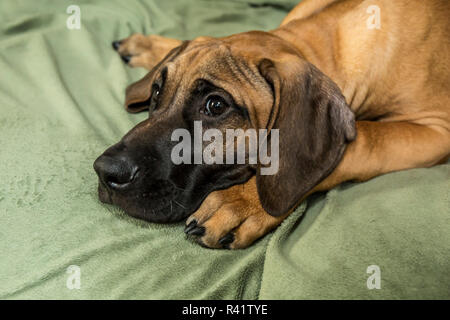 Vier Monate alten Rhodesian Ridgeback Welpe liegend auf einem Sofa. (PR) Stockfoto