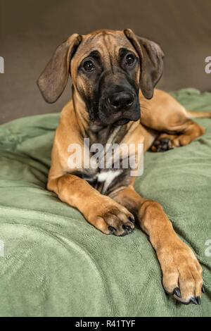 Vier Monate alten Rhodesian Ridgeback Welpe liegend auf einem Sofa. (PR) Stockfoto