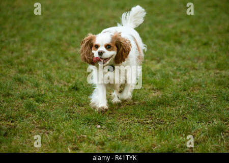 Issaquah, Washington State, USA. Cavalier King Charles Spaniel läuft in einem Park. (PR) Stockfoto