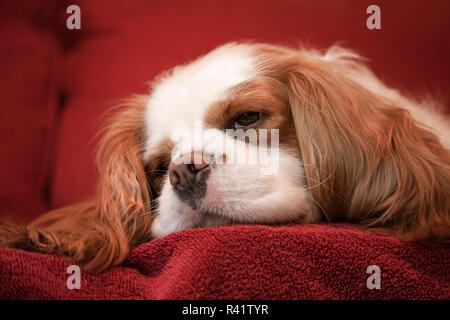 Mandy, ein Cavalier King Charles Spaniel schlafen auf einem Handtuch - Sofa fallen. (PR) Stockfoto