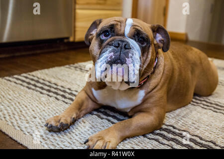 Tessa, die Englische Bulldogge auf einem eigenen 'd' und 'Stay' Befehl, hoffnungsvoll eines behandeln. (PR) Stockfoto