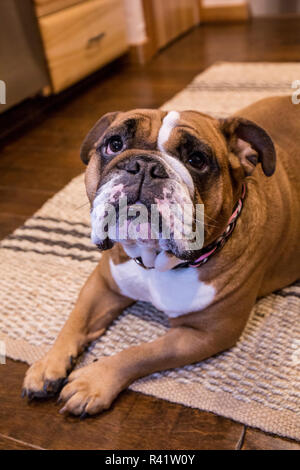 Tessa, die Englische Bulldogge auf einem eigenen 'd' und 'Stay' Befehl, hoffnungsvoll eines behandeln. (PR) Stockfoto